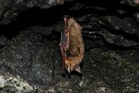 Důl Jeroným navštivte v létě, v zimě tu odpočívají netopýři