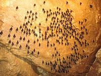 Jeskyně Na Pomezí – oblíbený zimní úkryt netopýrů