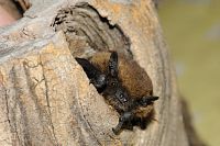 Kanál pod slapskou hrází ukrývá masové zimoviště netopýrů