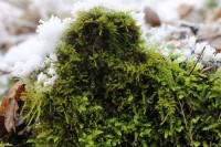 Boreč - zelený mech i v zimě