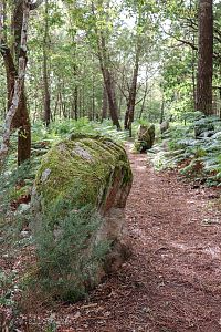 Menhiry v lese - pozůstatek řad de Kerzérho