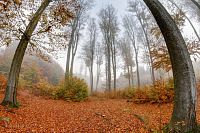 Voděradské bučiny na podzim