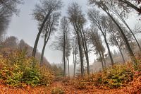 Voděradské bučiny na podzim