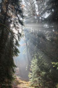 Voděradské bučiny na podzim