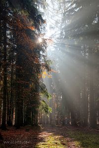 Voděradské bučiny na podzim