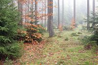 Voděradské bučiny na podzim