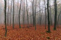 Voděradské bučiny na podzim