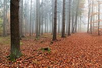 Voděradské bučiny na podzim