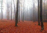 Voděradské bučiny na podzim