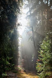 Voděradské bučiny na podzim