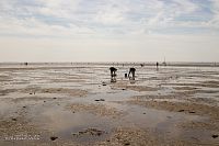 Pláž Le Men Du při odlivu - sběr mušlí