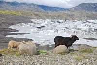 Ovce na kraji jezera Hoffellsjökull.