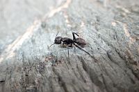 Albánský mravenec.