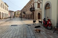 Ulice ve Shkodře plná toulavých psů.