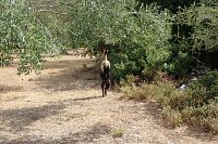 Kozy pasoucí se na olivnících.