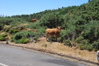 Krávy pasoucí se u silnice.