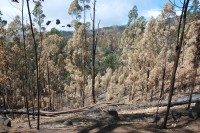 Některé stromy dokázaly přežít ohnivé peklo.