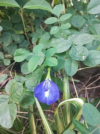 Butterfly flower ( Clitoria tenatea)