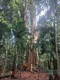 Makujak tree