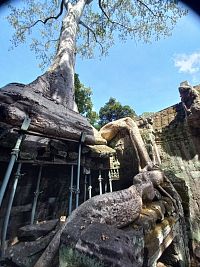 Ta Prohm a neuvěřitelné kořeny stromů