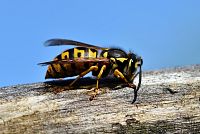 Alergie na štípnutí včely a vosy. Co byste měli vědět?
