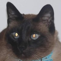 fotka uživatele Hiena