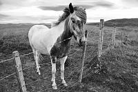 Chov koní na Islandu