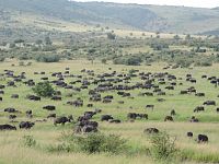 Kenya Adventure Safaris,Wildebeest Migration Safari Masai Mara, Active Adventures, yha kenya travel, wildlife safari, epic tours safaris, safari bookings, african safari.