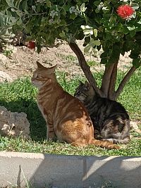 Torremolinos- pobřežní promenáda, kočičí kolonie