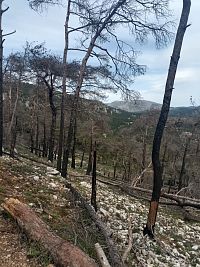 Spálené stromy cestou na kopec