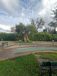Messonghi