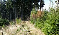 První část trasy je mírně do kopce, lesnou kamenitou cestou, druhá část vede příjemným lesem.