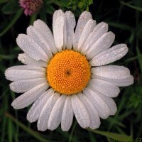 fotka uživatele gazela