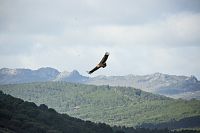 Pozorování ptáků (Sup bělohlavý - Gyps fulvus) © Extremadura Tourist Board