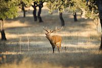 Jelen evropský (Cervus elaphus) © Extremadura Tourist Board