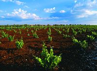 Bodegas El Moral - BADAJOZ © EXTREMADURA