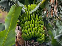 La Gomera © Jakub Šolc / Ivo Fikrle