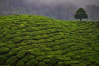 Toulky čajovníkovými plantážemi v Cameron Highlands