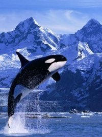 fotka uživatele Kosatka.orka