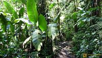 Monteverde a Santa Elena: Rezervace v mlžných lesích