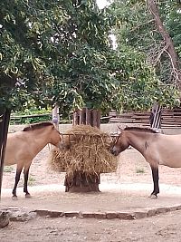 ZOO BRNO