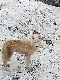 ZOO BRNO POD SNĚHEM