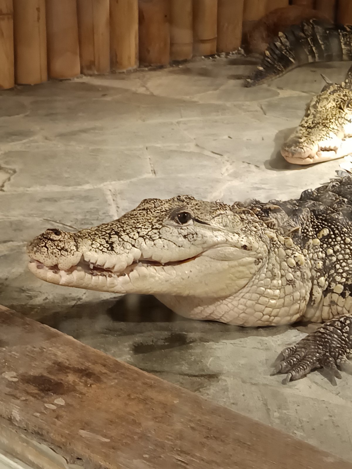 Krokodýly ZOO Praha