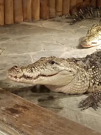 Krokodýly ZOO Praha