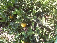 A venku citrusové plody
