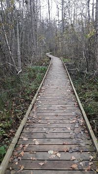 Turistická cesta vede převážně po dřevěných chodnících