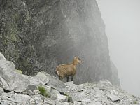 Fauna v sedle Zawrat