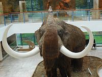 Mamut