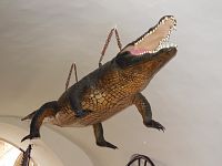 Krokodýl v Radnici Brno.