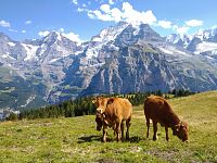 Typická švýcarská idyla - svěží pastviny a zasněžené vrcholky hor